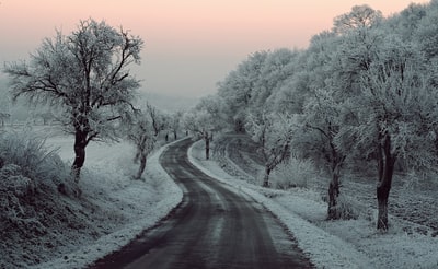 空道路之间的树木覆盖着雪
